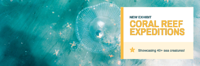 X (Twitter) Header template